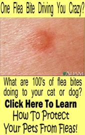 fight fleas