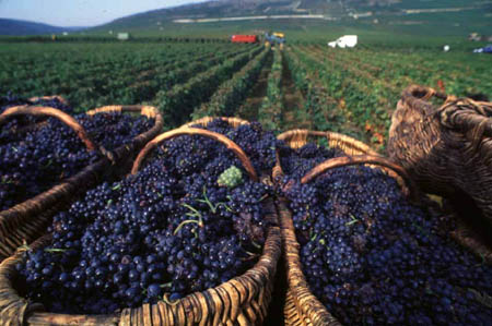 homemade wine